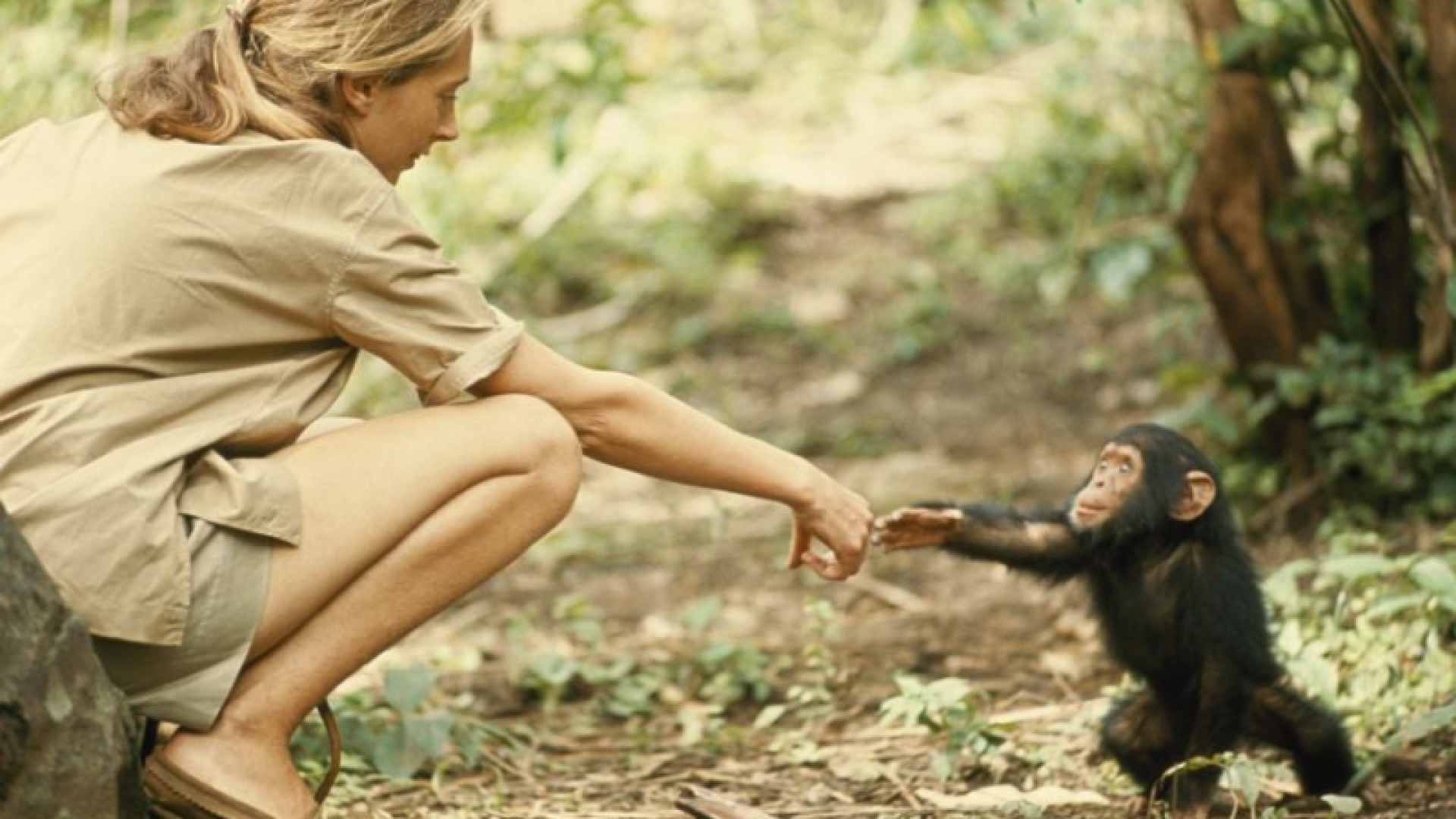 A primatologista Jane Goodall, referência mundial no estudo do comportamento animal e símbolo da defesa do meio ambiente...