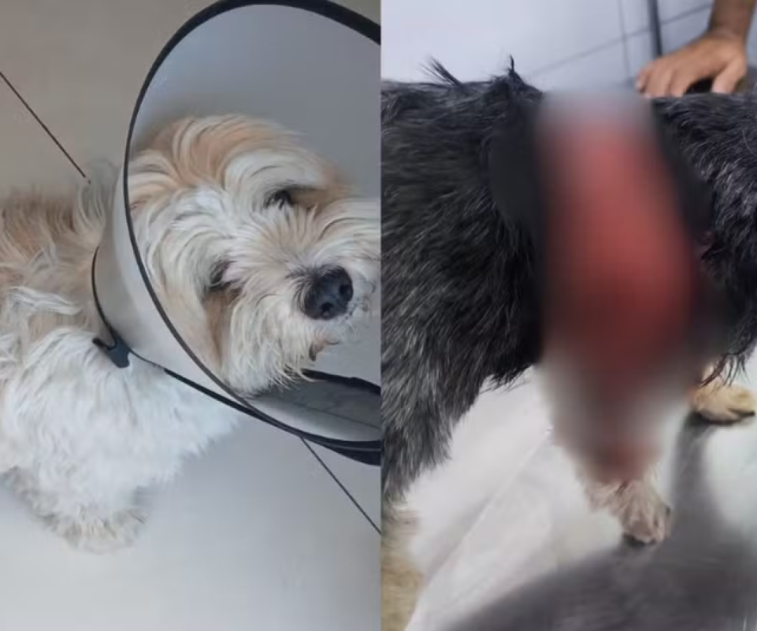 Na manhã desta quarta-feira (26), em Praia Grande, no litoral de São Paulo, um cachorro da raça rottweiler atacou um shih tzu...