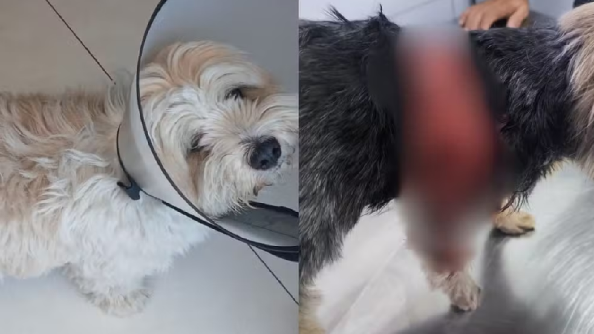 Na manhã desta quarta-feira (26), em Praia Grande, no litoral de São Paulo, um cachorro da raça rottweiler atacou um shih tzu...