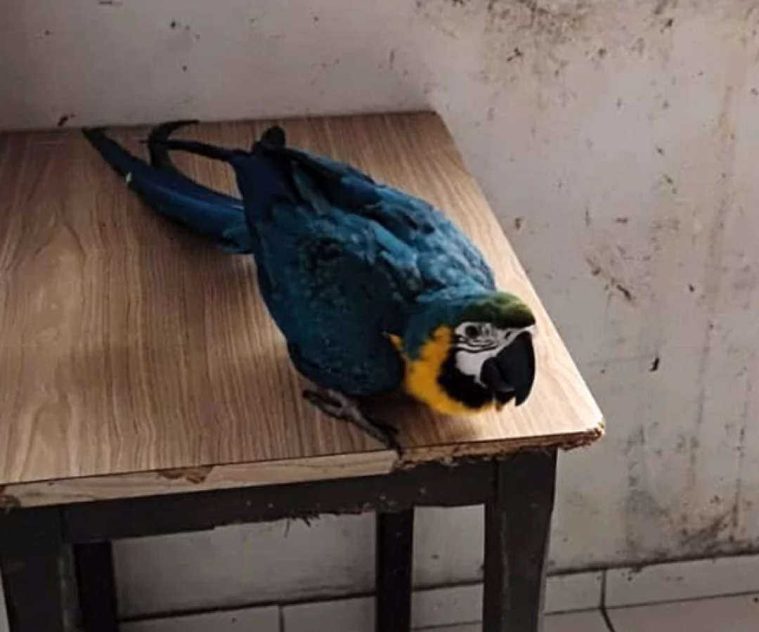 Duas aves silvestres mantidas sem autorização legal foram apreendidas nesta terça-feira (16) em Praia Grande, no litoral de São Paulo.