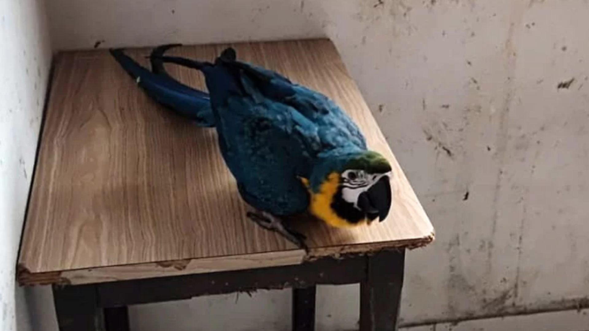 Duas aves silvestres mantidas sem autorização legal foram apreendidas nesta terça-feira (16) em Praia Grande, no litoral de São Paulo.