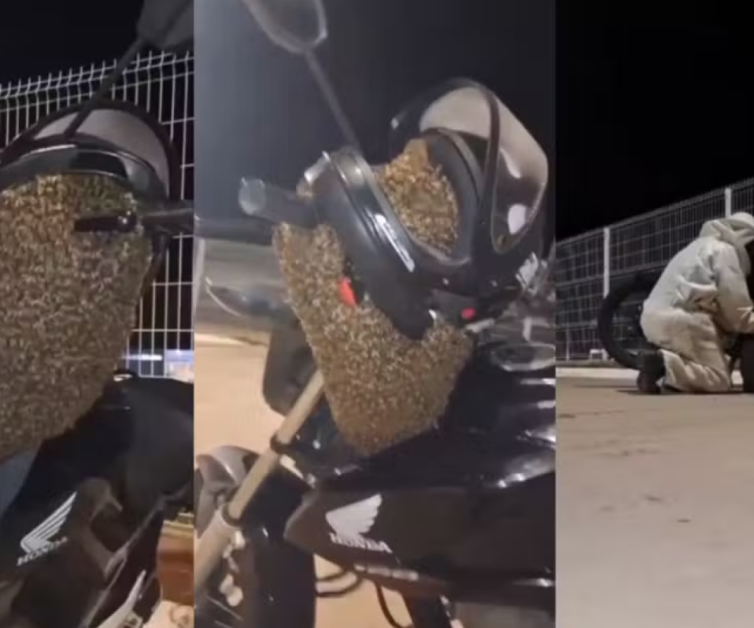 Um enxame migratório de abelhas africanizadas se agrupou em uma motocicleta no pátio de uma empresa em Botucatu (SP) na tarde desta...