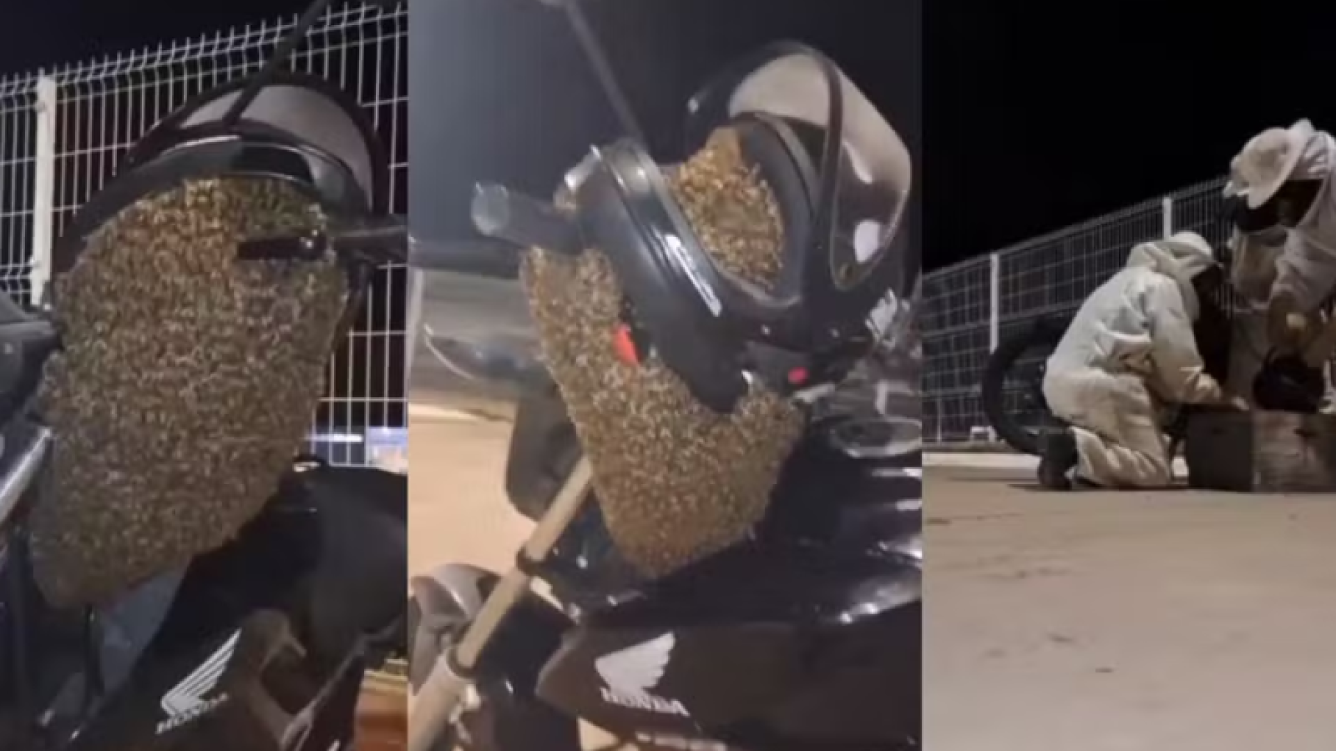 Um enxame migratório de abelhas africanizadas se agrupou em uma motocicleta no pátio de uma empresa em Botucatu (SP) na tarde desta...