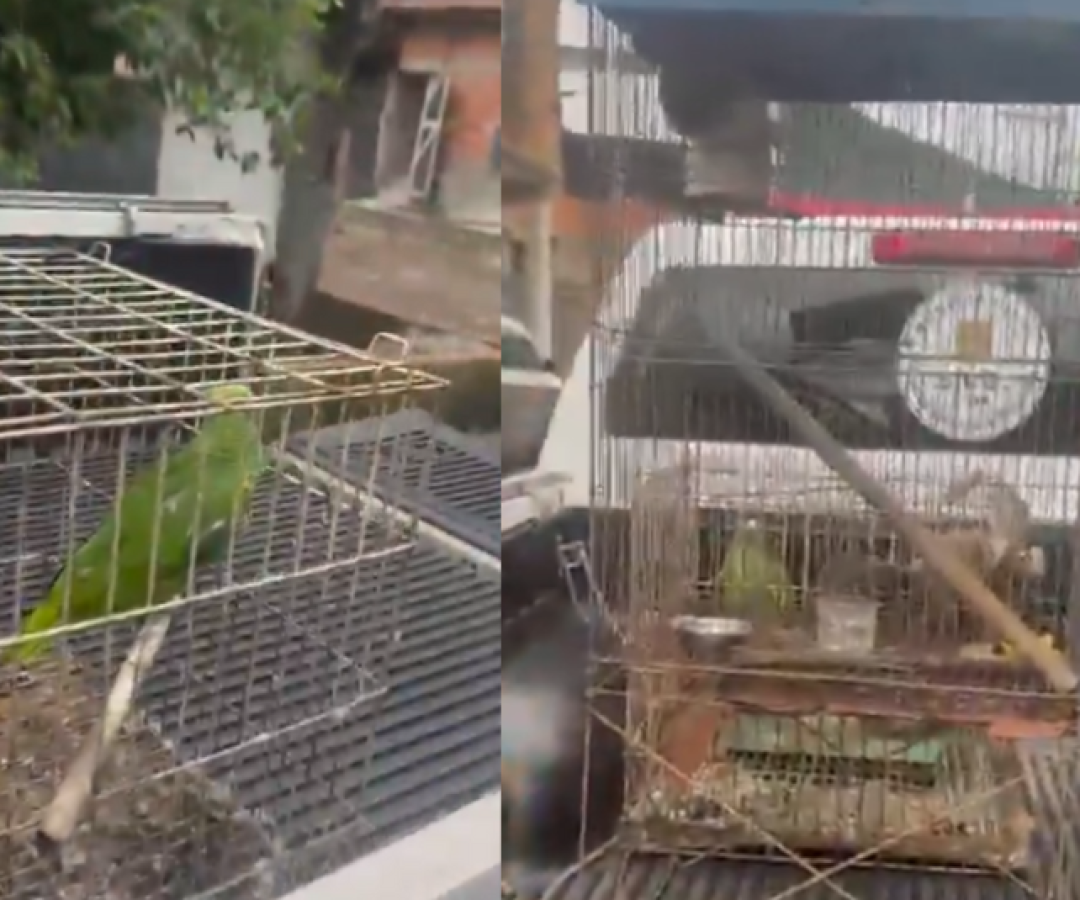 Três animais silvestres foram resgatados por agentes do 1º Distrito Policial de Guarujá, no litoral paulista, na tarde da última...