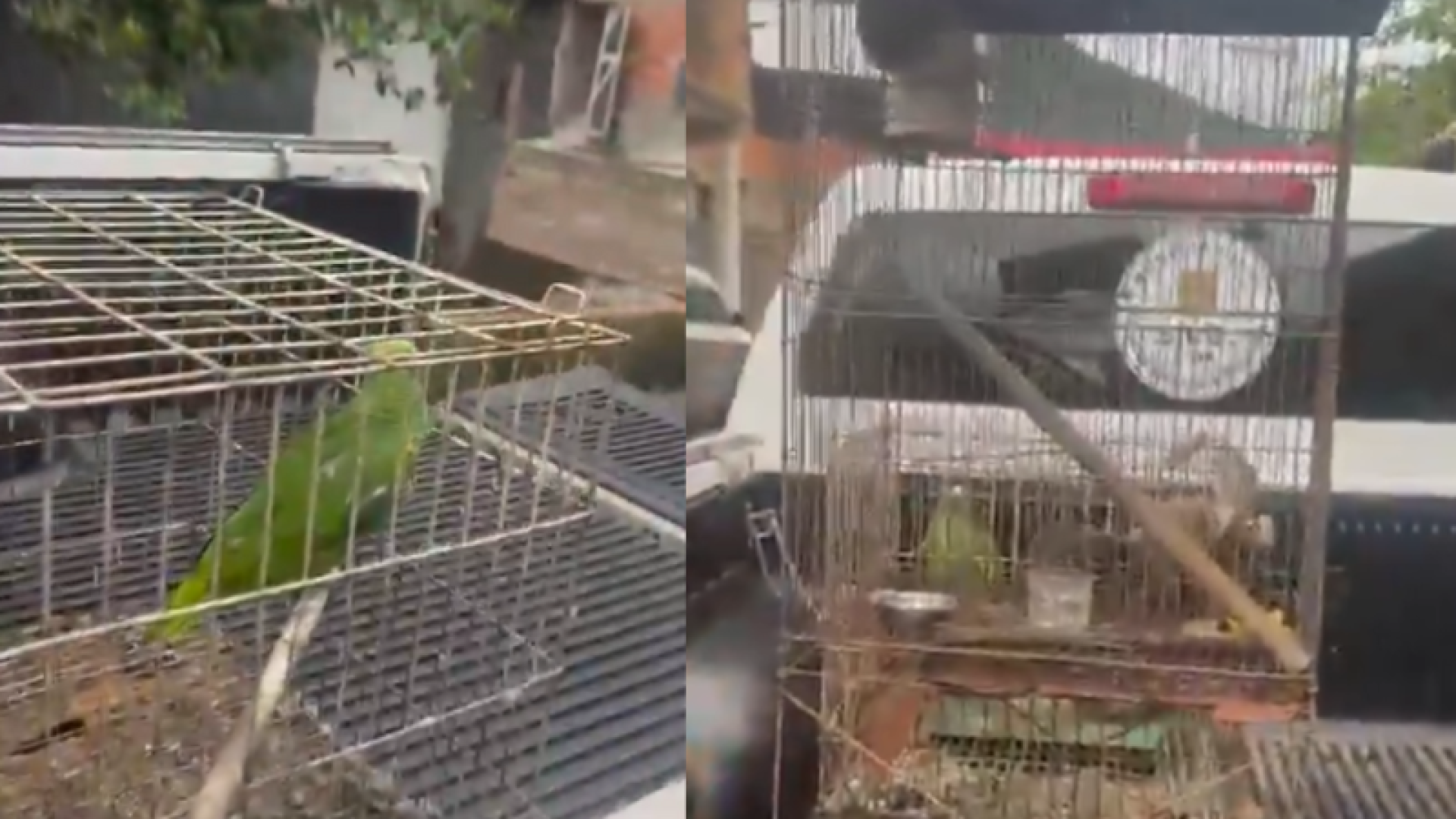 Três animais silvestres foram resgatados por agentes do 1º Distrito Policial de Guarujá, no litoral paulista, na tarde da última...