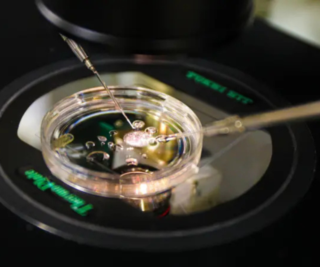 Pesquisadores da Universidade de Ciências e Saúde de Oregon, nos Estados Unidos, anunciaram um feito inédito: a produção de embriões...