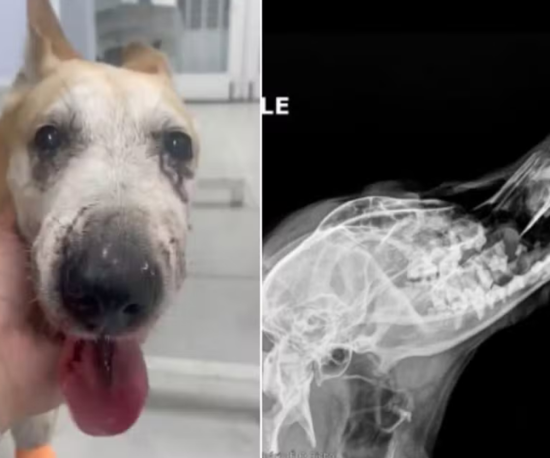 Uma cadela de nove anos ficou gravemente ferida após ser atacada por um cão da raça American Bully em Guarujá, no litoral de São Paulo.
