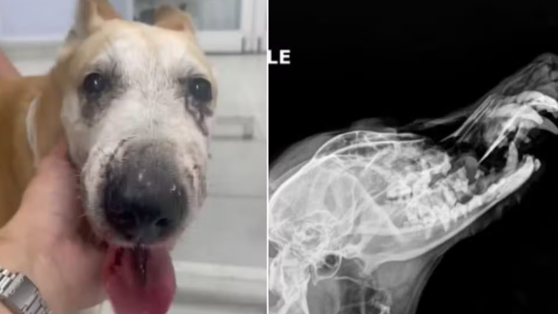 Uma cadela de nove anos ficou gravemente ferida após ser atacada por um cão da raça American Bully em Guarujá, no litoral de São Paulo.