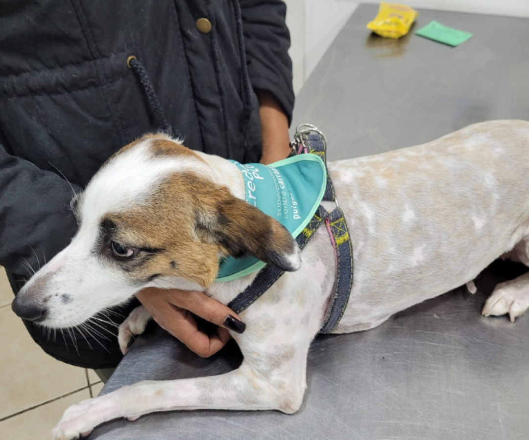 A Prefeitura de Guarujá aplicou 2.698 doses da vacina antirrábica em cães e gatos neste ano de 2025, superando em 788 aplicações...