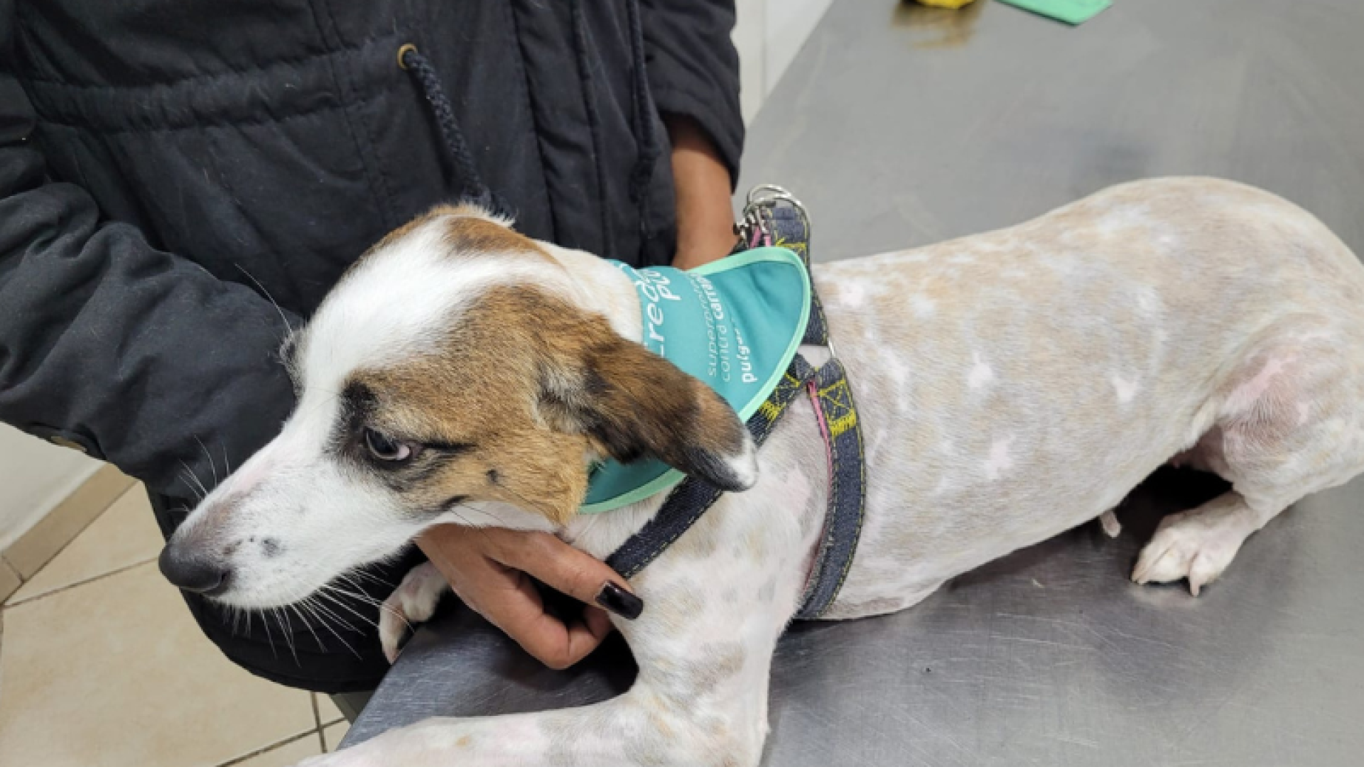 A Prefeitura de Guarujá aplicou 2.698 doses da vacina antirrábica em cães e gatos neste ano de 2025, superando em 788 aplicações...