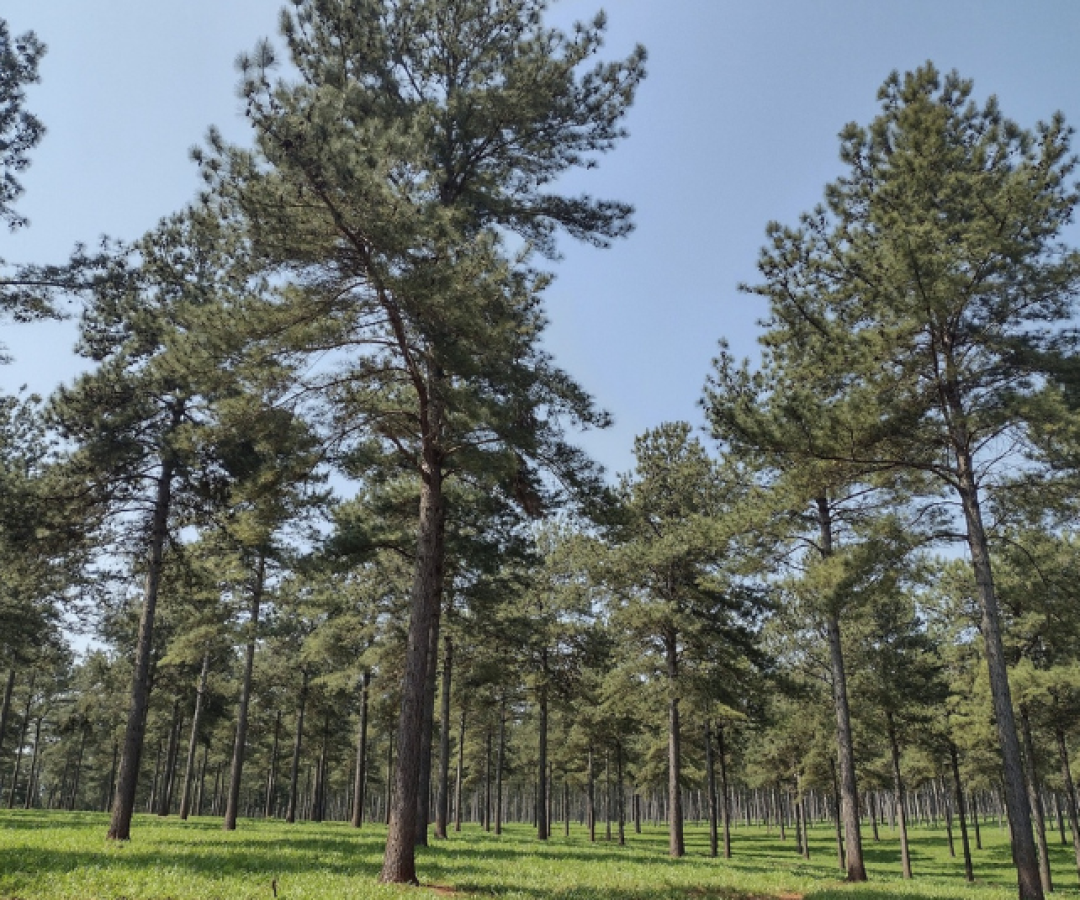 No Dia Internacional das Florestas, celebrado em 21 de março, o setor de florestas plantadas reforça seu papel estratégico no atendimento...