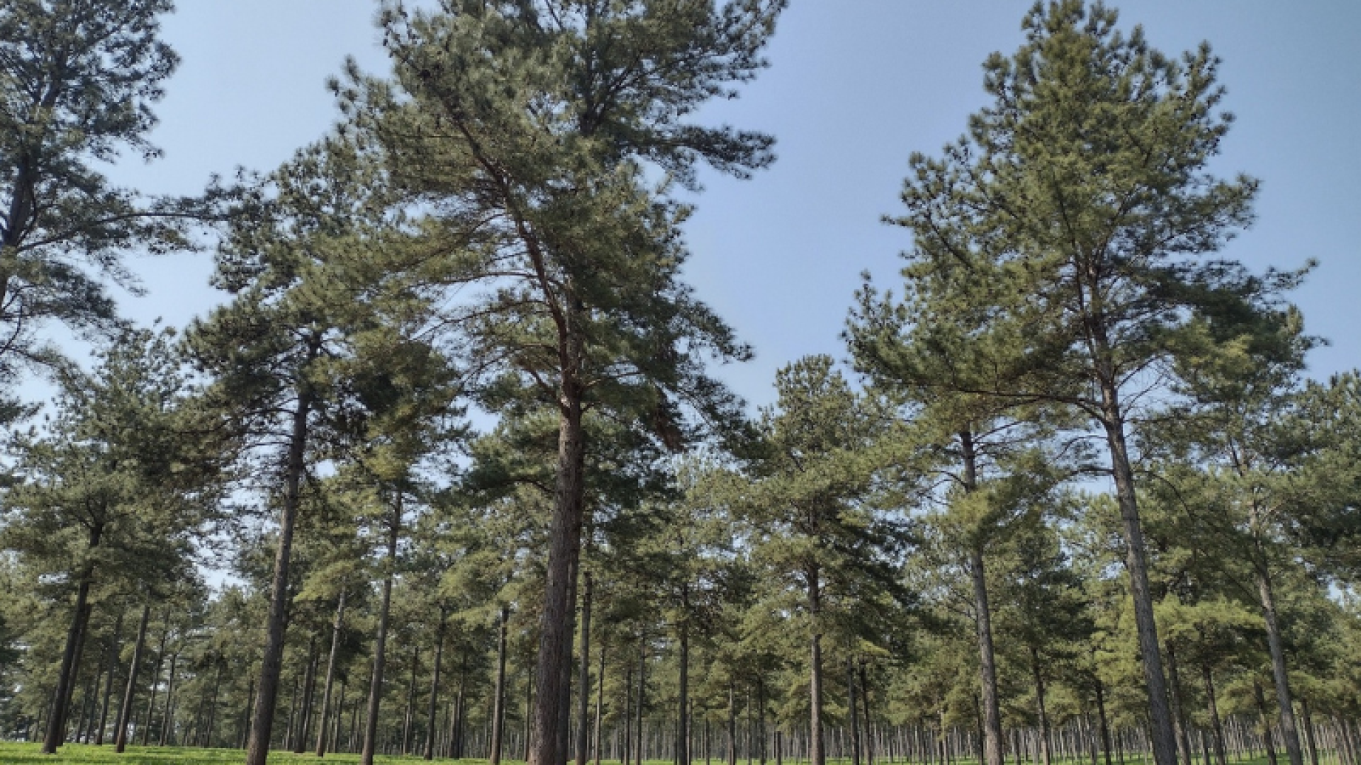 No Dia Internacional das Florestas, celebrado em 21 de março, o setor de florestas plantadas reforça seu papel estratégico no atendimento...