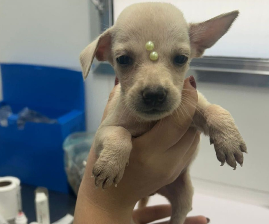 A Prefeitura de Mongaguá realiza neste sábado (10), das 10h às 14h, a primeira edição de 2026 da Feira de Adoção Pet.