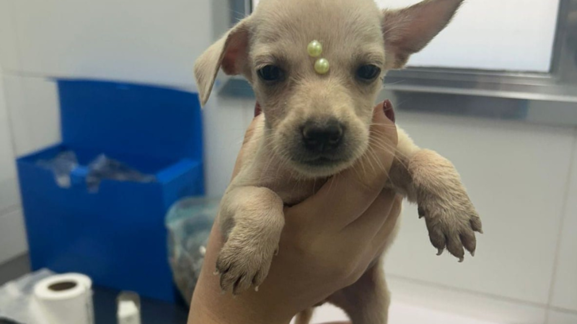 A Prefeitura de Mongaguá realiza neste sábado (10), das 10h às 14h, a primeira edição de 2026 da Feira de Adoção Pet.