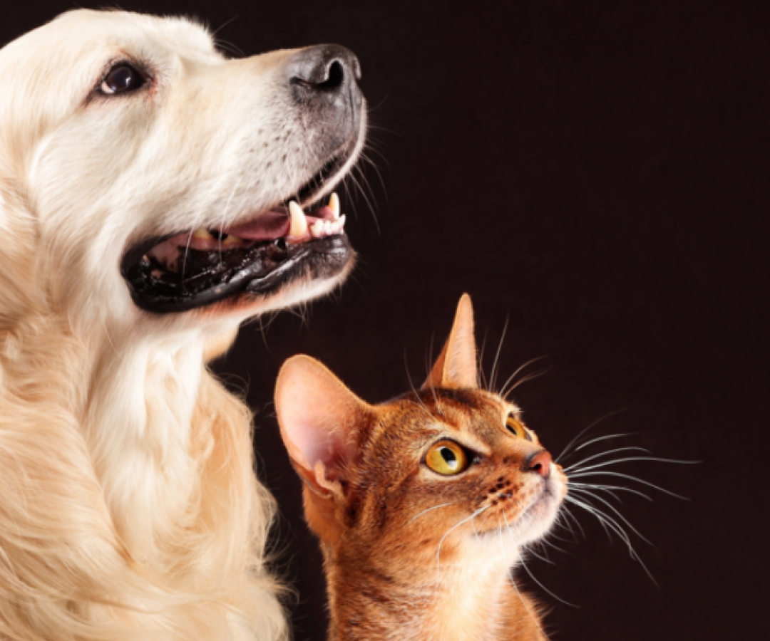 Já está em vigor em Santos a Lei Complementar nº 1.310/2025, que estabelece punições para tutores que deixarem animais de estimação...