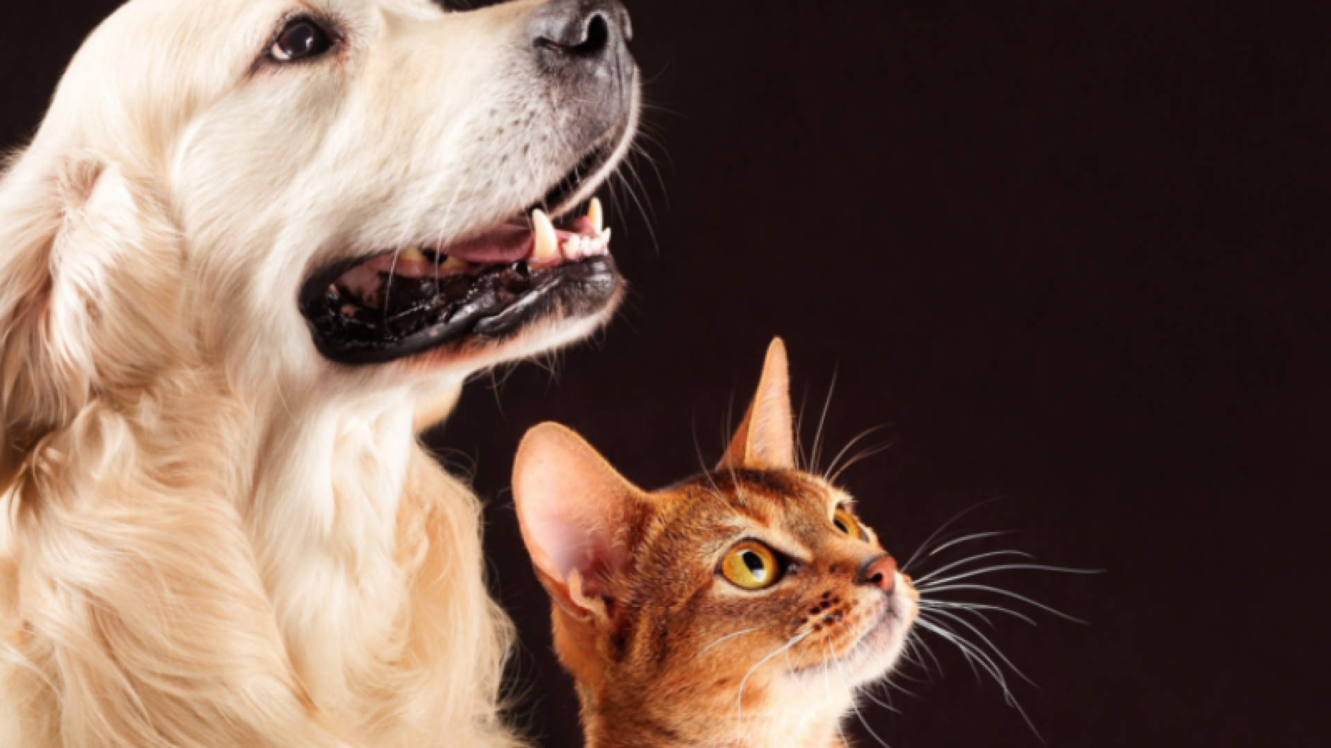 Já está em vigor em Santos a Lei Complementar nº 1.310/2025, que estabelece punições para tutores que deixarem animais de estimação...