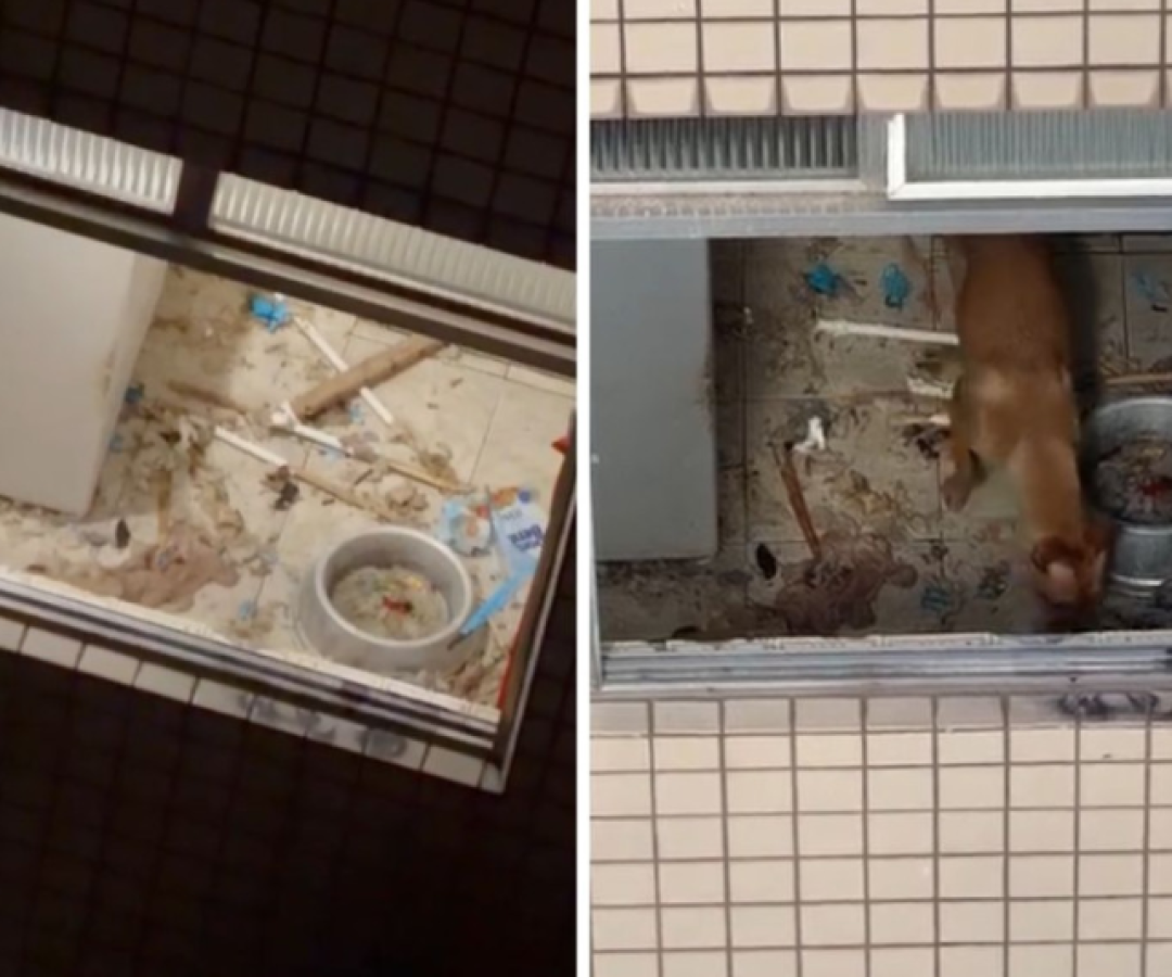 Dois cães foram resgatados de uma situação de maus-tratos na manhã desta terça-feira (21), no bairro Encruzilhada, em Santos, no litoral...