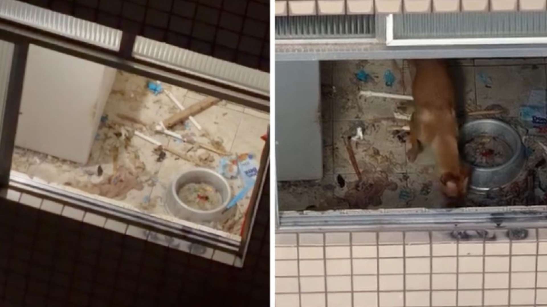 Dois cães foram resgatados de uma situação de maus-tratos na manhã desta terça-feira (21), no bairro Encruzilhada, em Santos, no litoral...