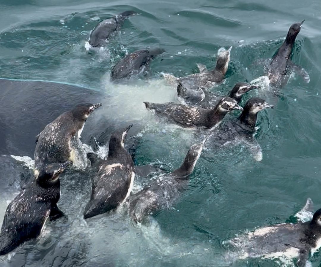 Pinguins-de-Magalhães são soltos no mar após reabilitação