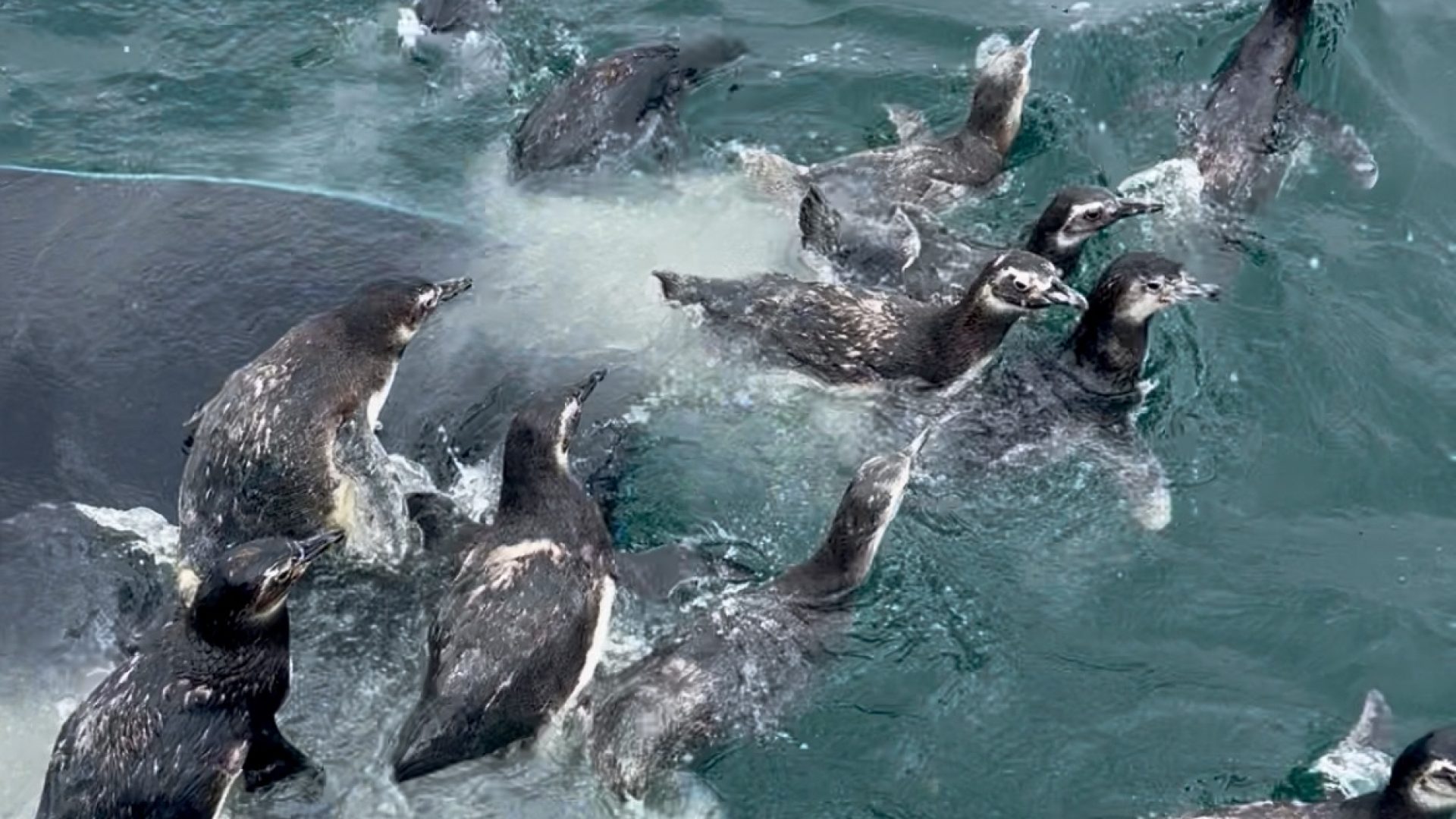 Pinguins-de-Magalhães são soltos no mar após reabilitação