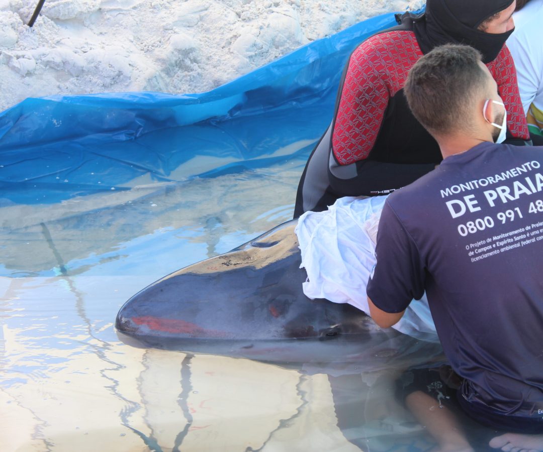 Após três encalhes, cachalote-pigmeu permanece em tratamento intensivo em Cabo Frio