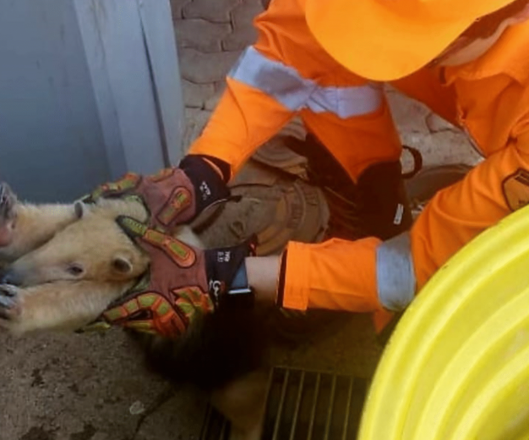 Tamanduá-mirim ferido é resgatado pelo Corpo de Bombeiros em empresa de Uberaba