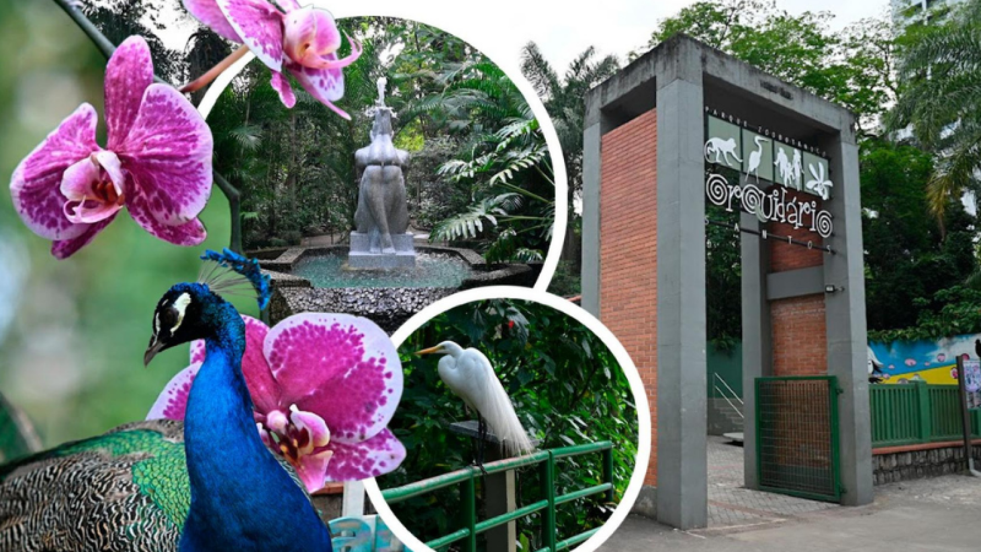 Orquidário de Santos comemora 80 anos com festa neste sábado (08)