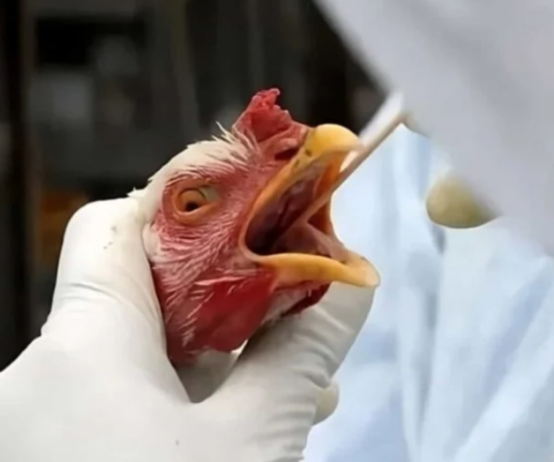 Brasil é reconhecido pela União Europeia como país livre da gripe aviária