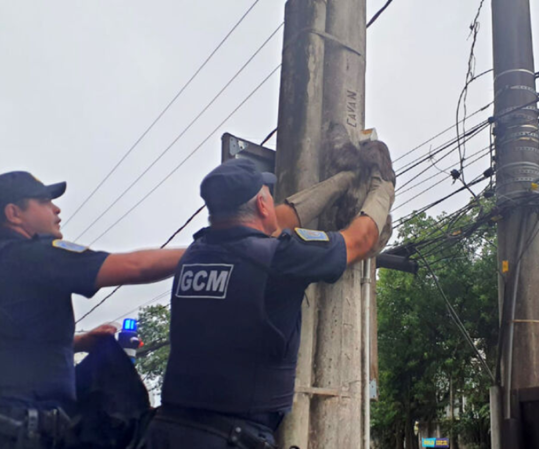 Preguiça em poste mobiliza resgate e chama atenção de vicentinos