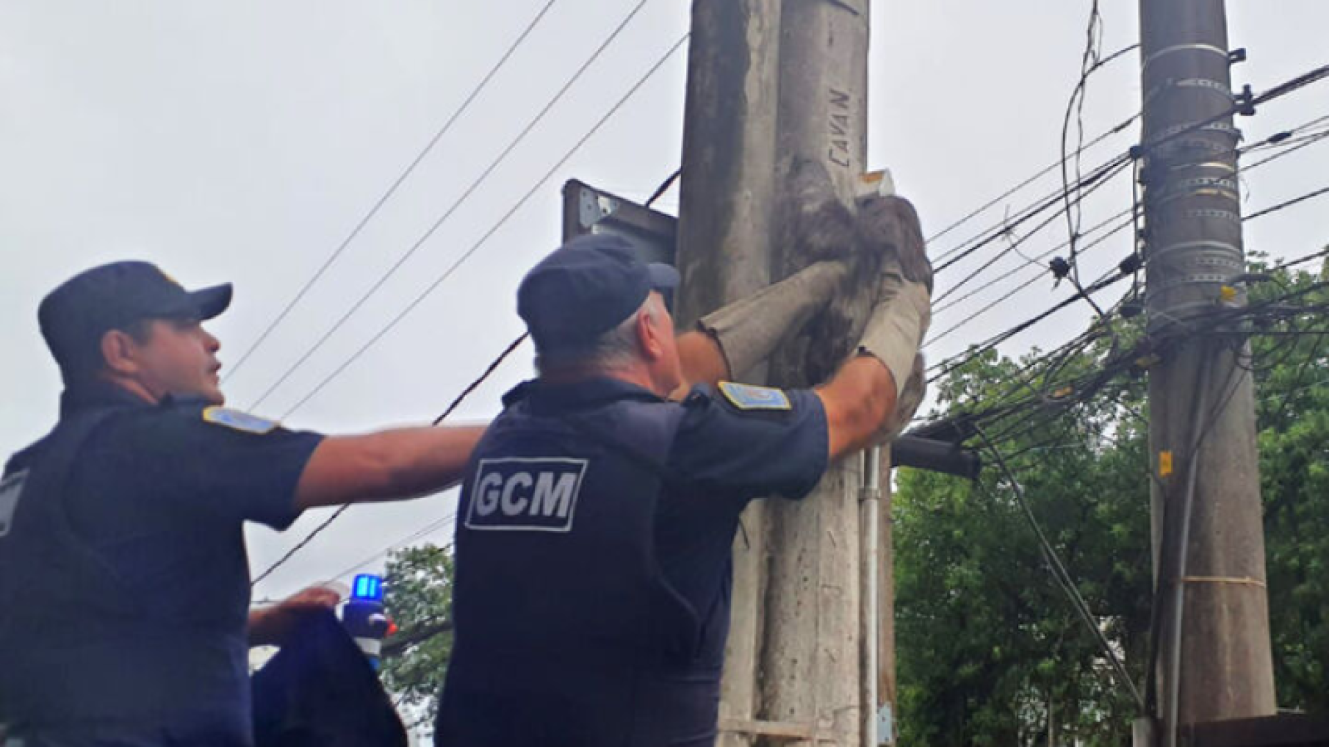 Preguiça em poste mobiliza resgate e chama atenção de vicentinos