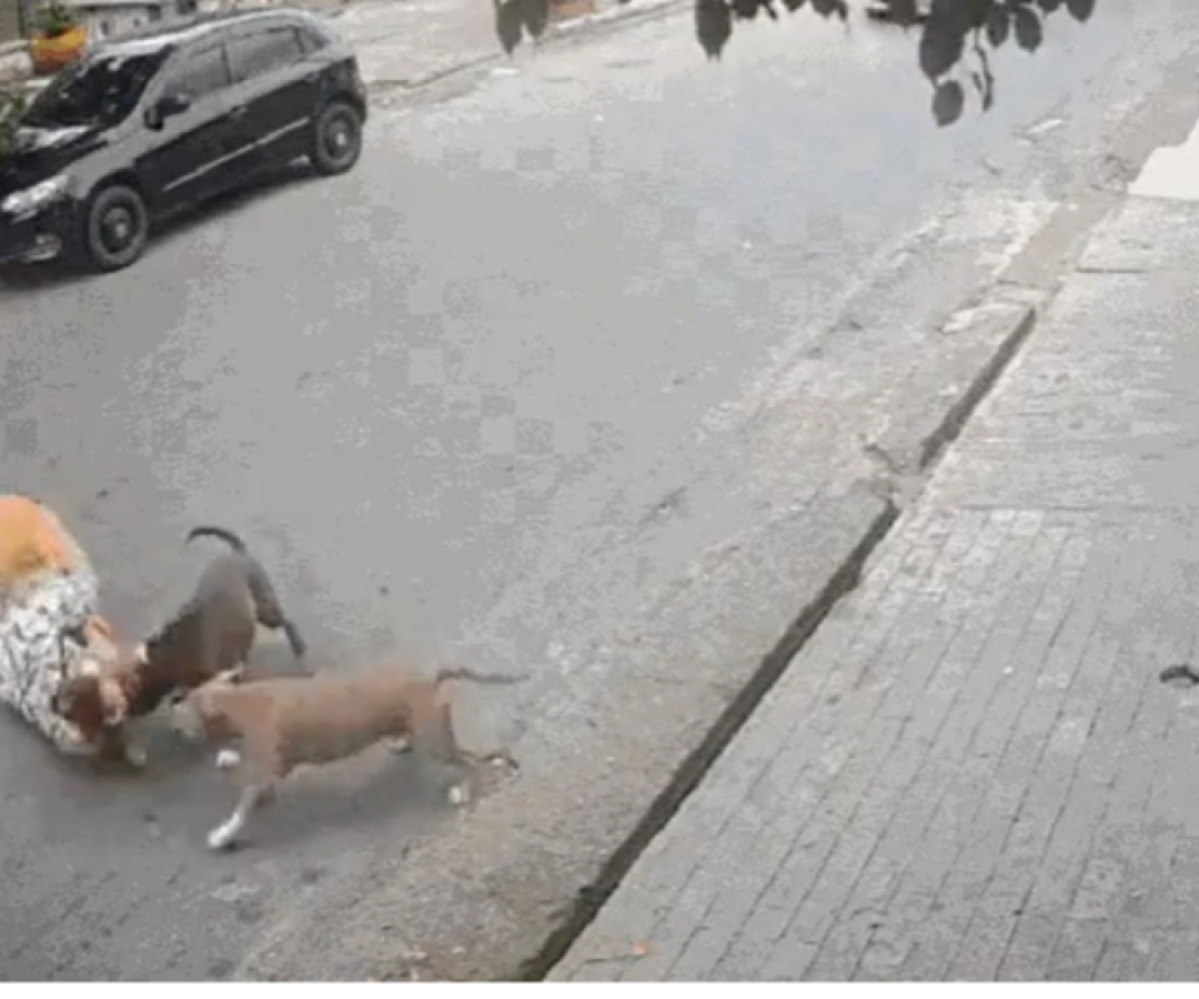 Grávida cai ao tentar afastar pitbull em Santos e teme pela vida da bebê