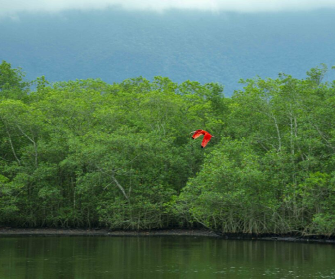 Cubatão assina parceria para se tornar "Cidade Carbono Neutro"
