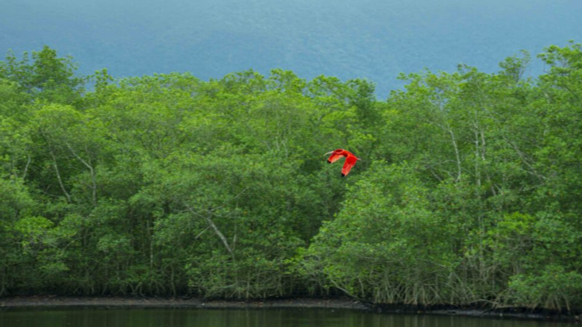 Cubatão assina parceria para se tornar "Cidade Carbono Neutro"