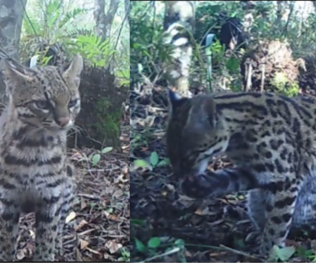 Menor felino selvagem do Brasil é registrado no RS