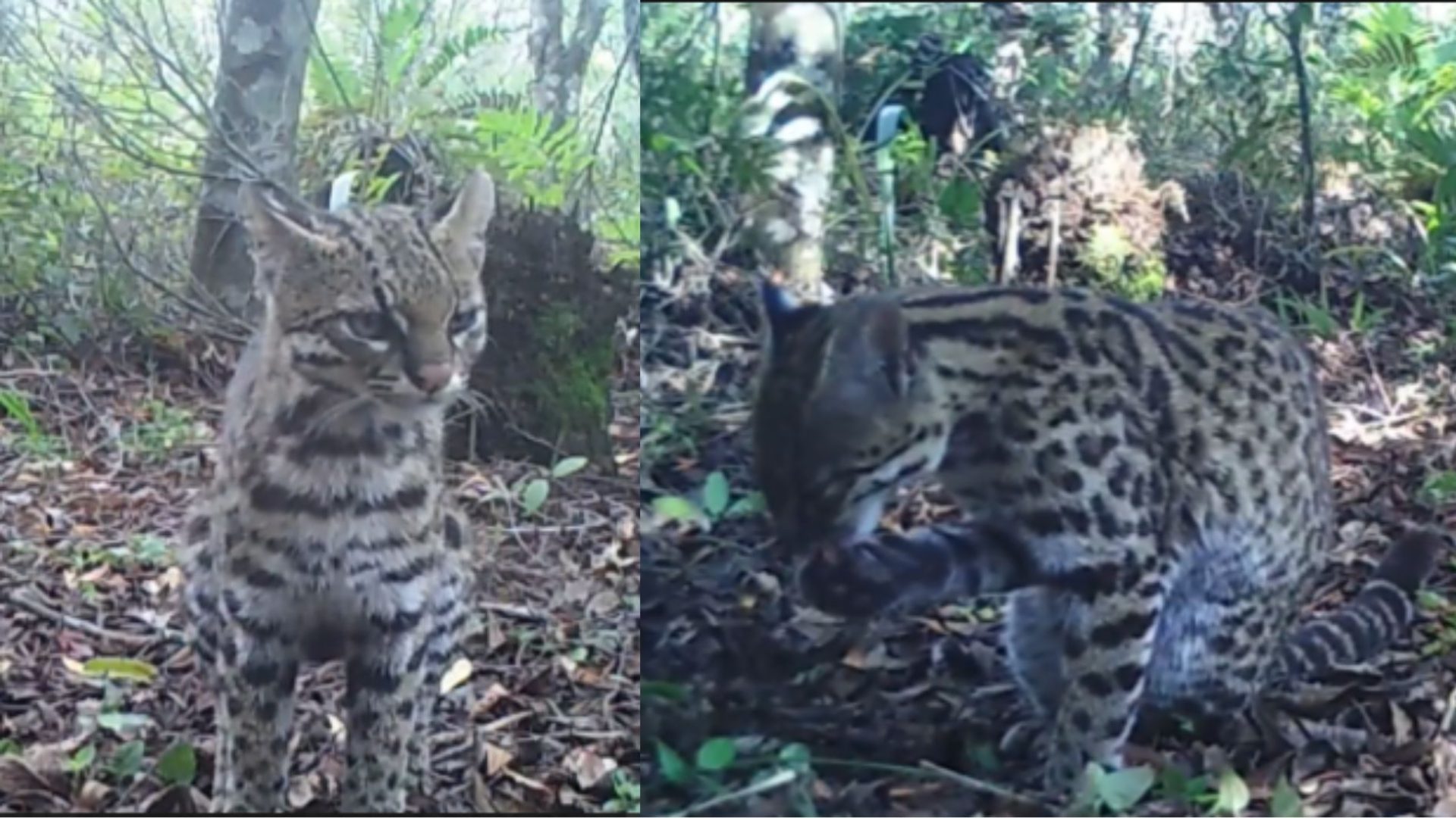 Menor felino selvagem do Brasil é registrado no RS