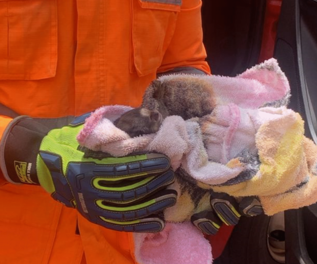 Mico é resgatado em Uberaba