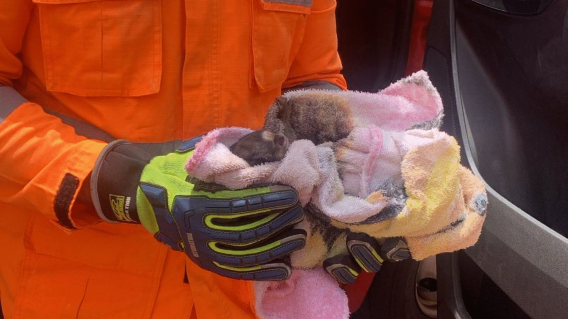 Mico é resgatado em Uberaba