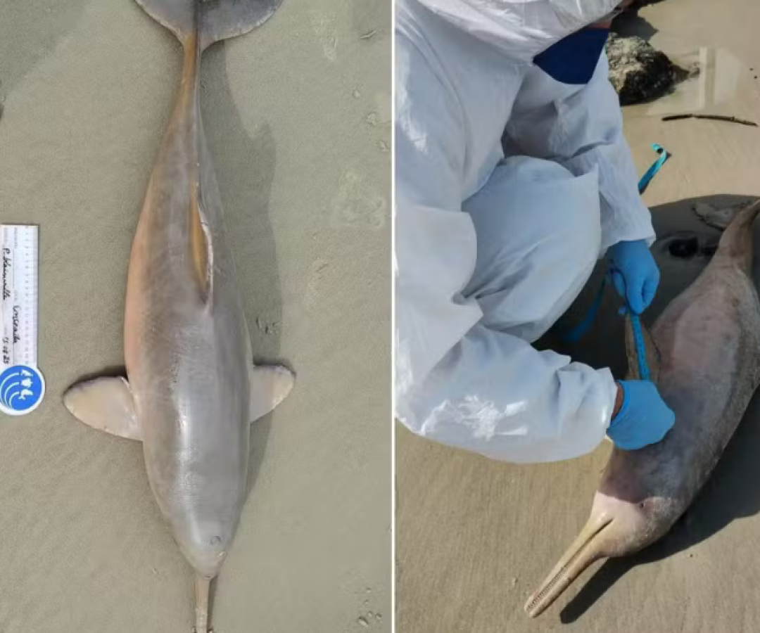 Uma toninha (Pontoporia blainvillei), espécie de golfinho criticamente ameaçada de extinção, foi encontrada morta na manhã desta...