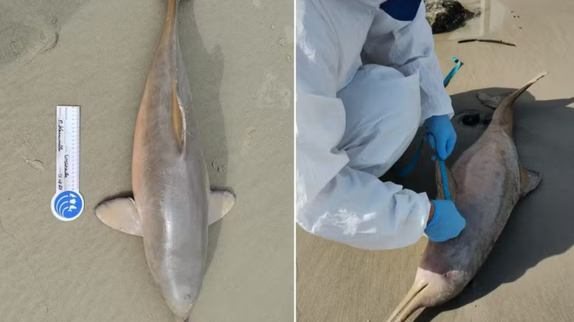 Uma toninha (Pontoporia blainvillei), espécie de golfinho criticamente ameaçada de extinção, foi encontrada morta na manhã desta...