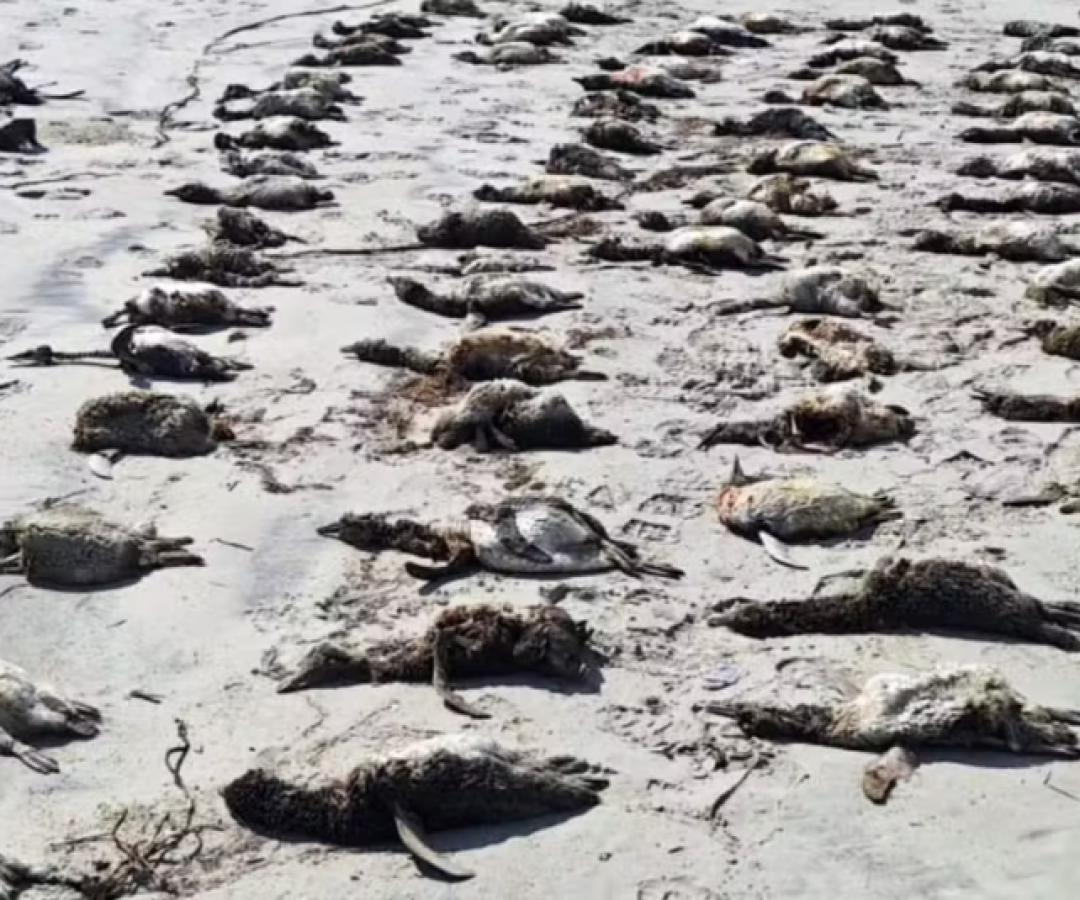 O Instituto de Pesquisas Cananéia (IPeC) registrou o encalhe de mais de 350 pinguins-de-magalhães (Spheniscus magellanicus) mortos...