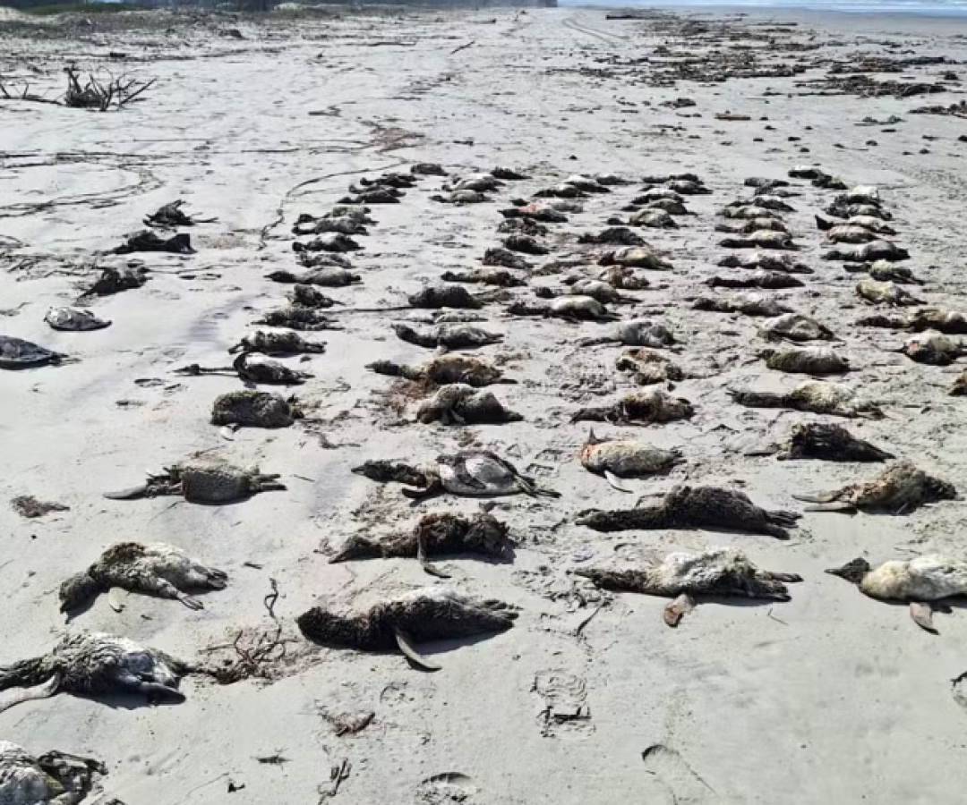 O número de pinguins-de-magalhães (Spheniscus magellanicus) encontrados mortos nas praias do litoral sul de São Paulo chegou a 882...