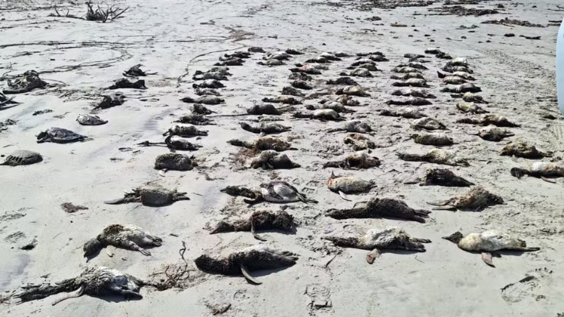 O número de pinguins-de-magalhães (Spheniscus magellanicus) encontrados mortos nas praias do litoral sul de São Paulo chegou a 882...