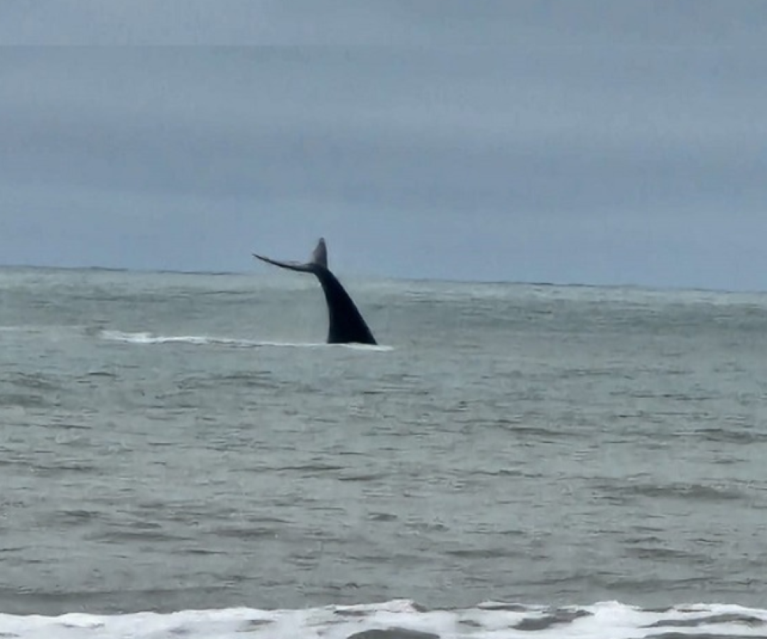 Moradores e banhistas de Praia Grande foram surpreendidos por uma visitante ilustre na tarde de terça-feira (26).