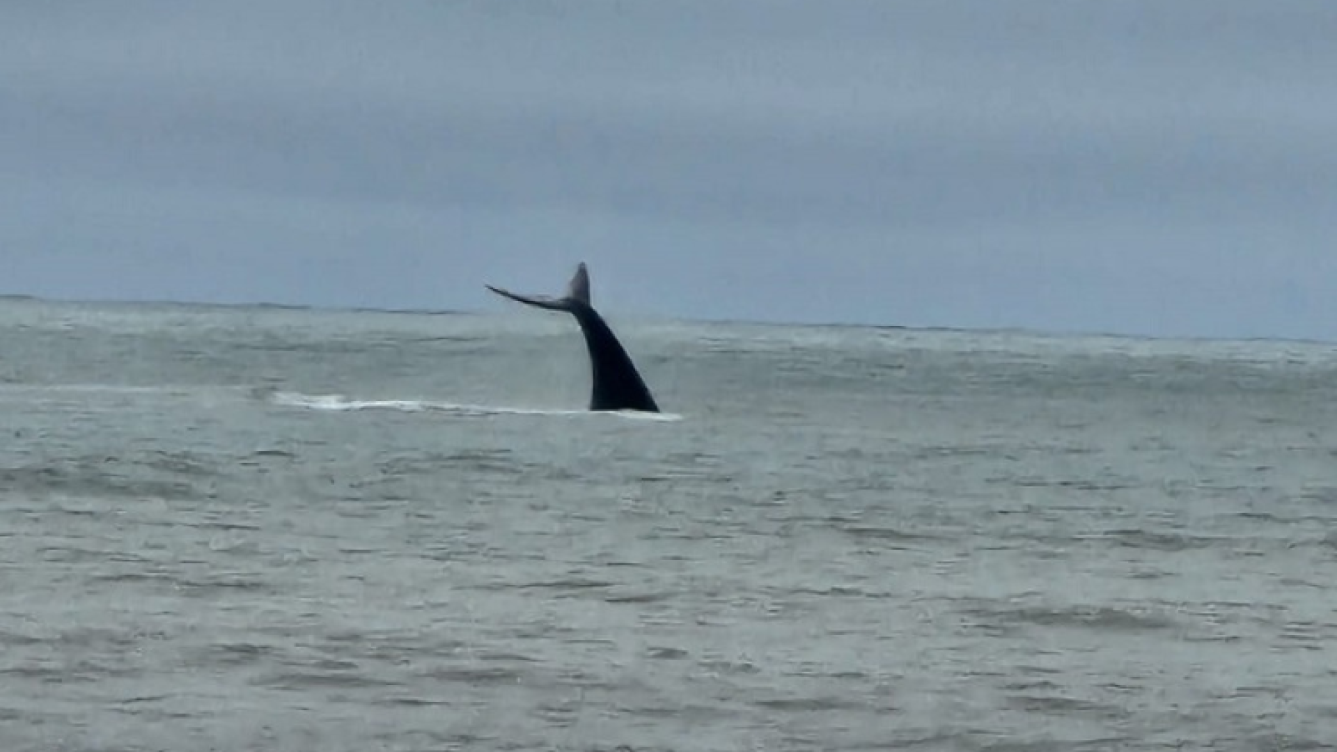 Moradores e banhistas de Praia Grande foram surpreendidos por uma visitante ilustre na tarde de terça-feira (26).