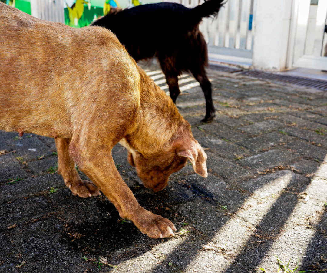 A Prefeitura de Mongaguá, no litoral de São Paulo, realiza neste sábado (6) a primeira edição da feira mensal de adoção de pets.