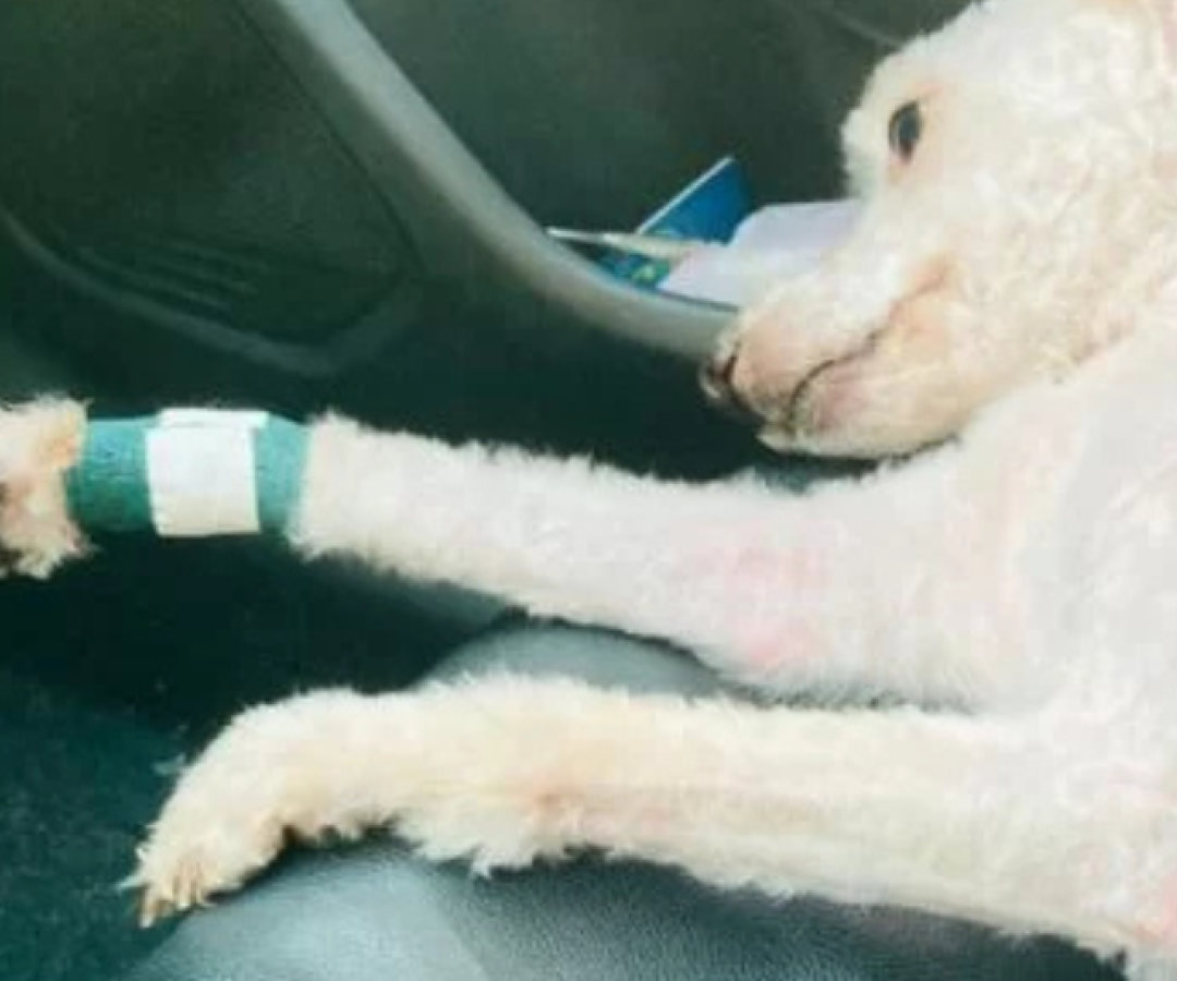 Uma cadela da raça poodle toy, de cinco anos, morreu após ser atacada por um pit bull que estava sendo conduzido por um funcionário...