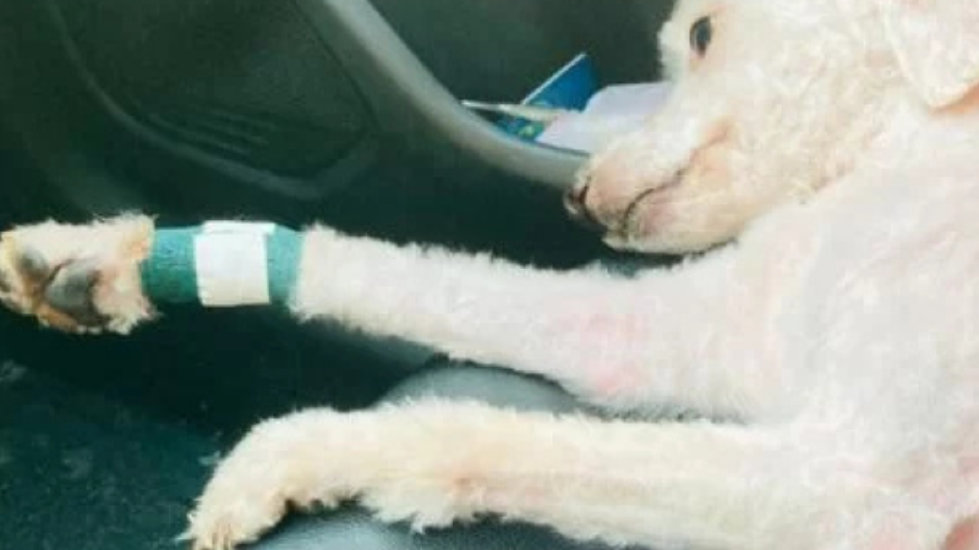 Uma cadela da raça poodle toy, de cinco anos, morreu após ser atacada por um pit bull que estava sendo conduzido por um funcionário...