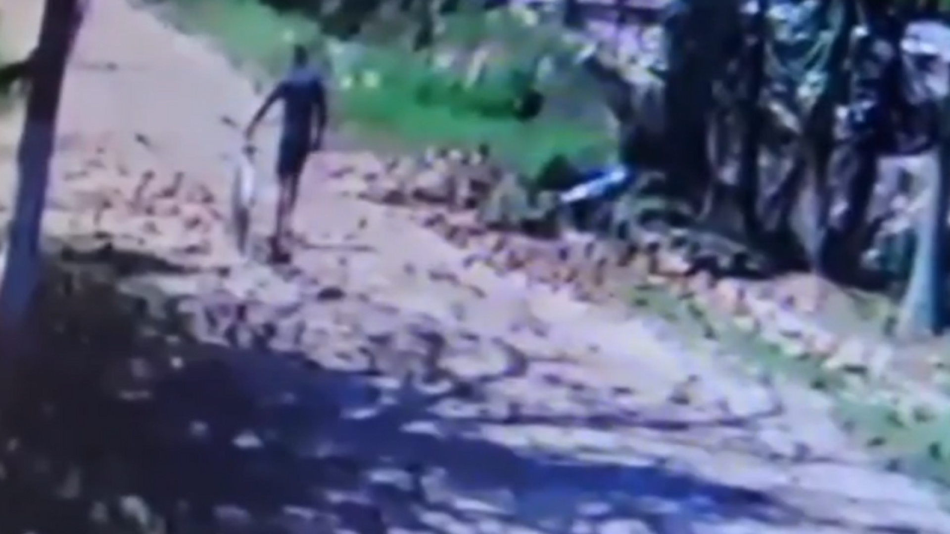 Uma mulher foi vítima de importunação sexual enquanto passeava com seus cães no bairro Jardim Virgínia, em Guarujá...