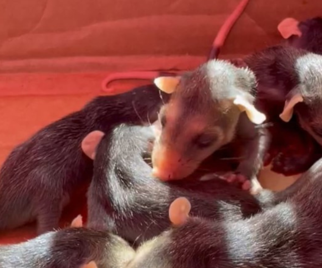 O Grupamento de Defesa Ambiental de Guarujá (GDA) realizou dois resgates de fauna silvestre nesta quinta-feira (4).