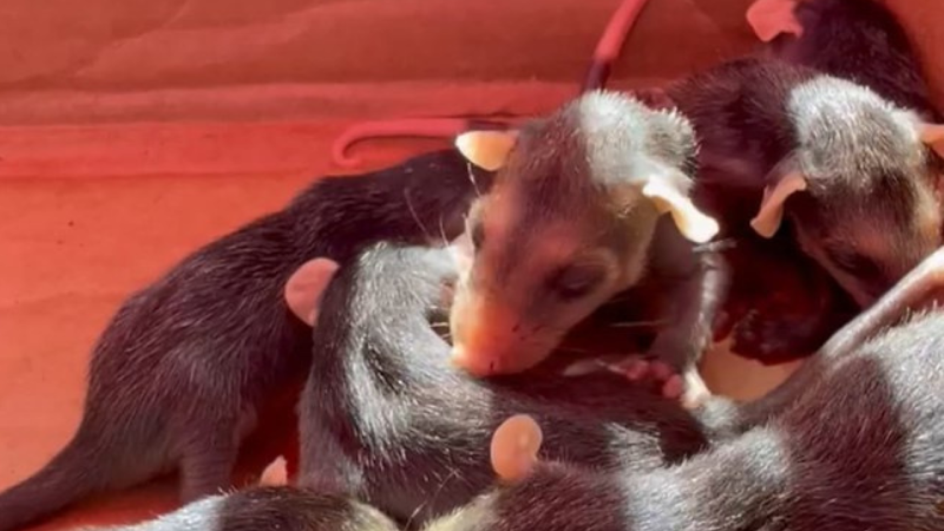O Grupamento de Defesa Ambiental de Guarujá (GDA) realizou dois resgates de fauna silvestre nesta quinta-feira (4).